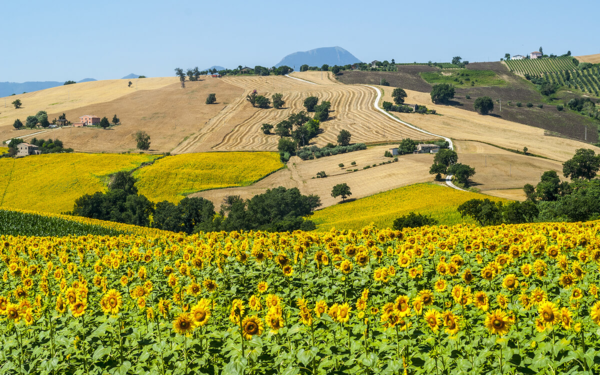 Cingoli, Tarasy Marche we Włoszech