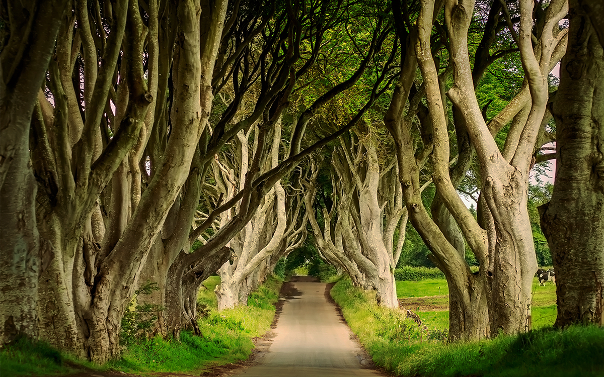 Ciekawe miejsca na świecie – Dark Hedges w Irlandii Północnej