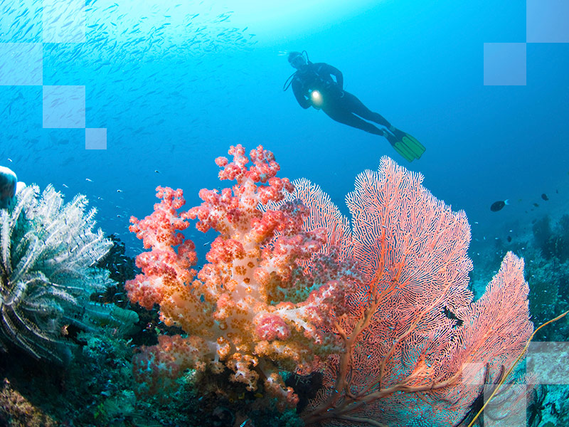 Pływanie wśród raf koralowych Indonezji