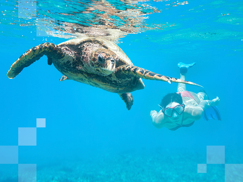 Marzec to świetna pora, żeby odwiedzić Sri Lankę, jeśli chcesz skreślić ze swojej listy pływanie z żółwiami.