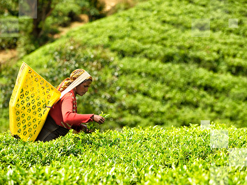Krzewy herbaty porastające wzgórza tarasowe i kobiety zajęte zbieraniem delikatnych liści herbaty to powszechny widok w regionie Nuwara Elija położonym w centrum kraju.