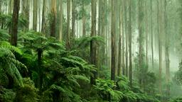 Hotele: Healesville