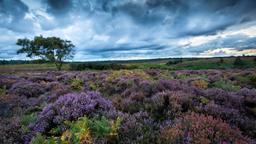 Hotele: New Forest