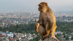 Hotele Nepal