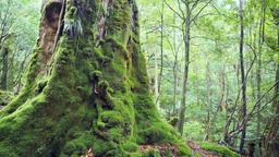 Hotele w pobliżu Lotnisko Yakushima