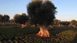 Hotele: Fasano