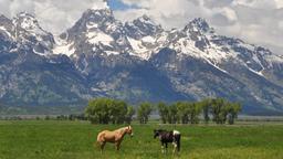 Hotele w pobliżu Lotnisko Jackson Hole