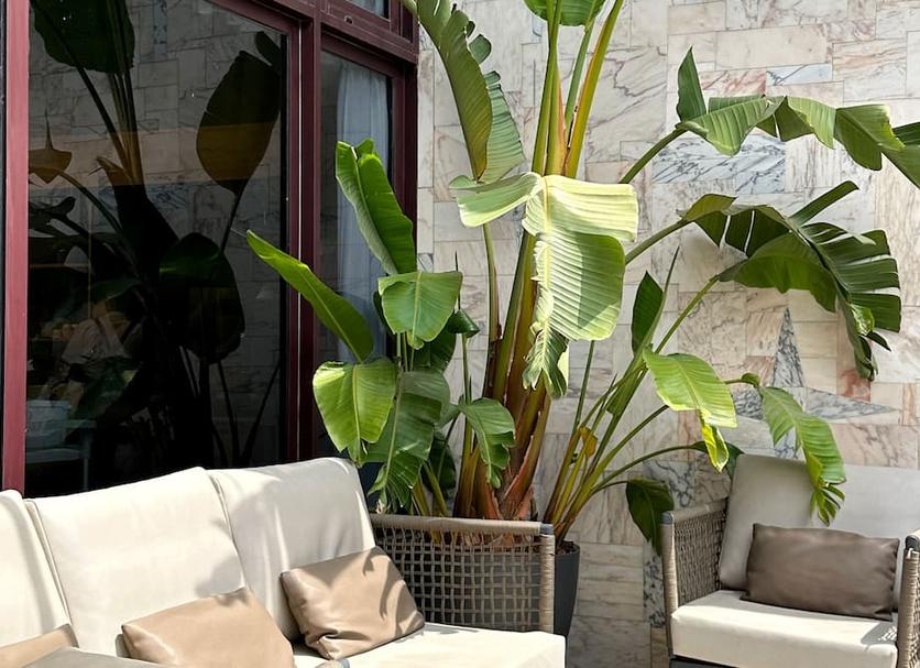 Patio Zdjęcie