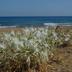 Plaża