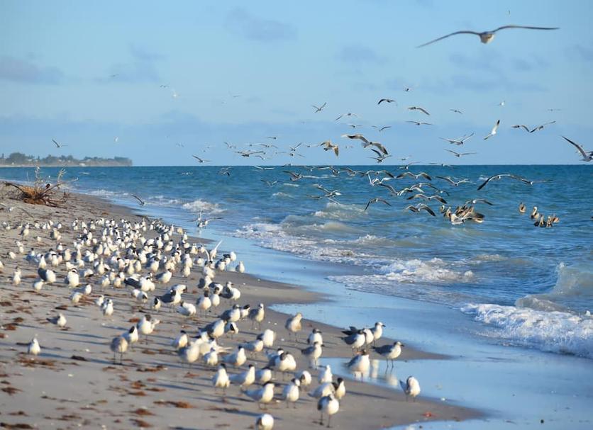 Plaża Zdjęcie