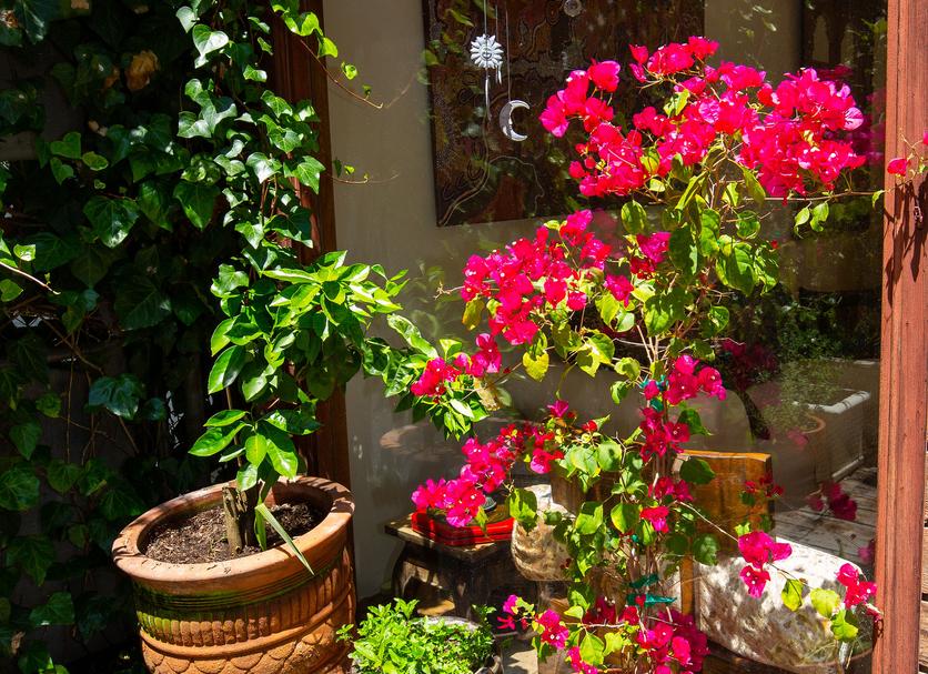 Patio Zdjęcie